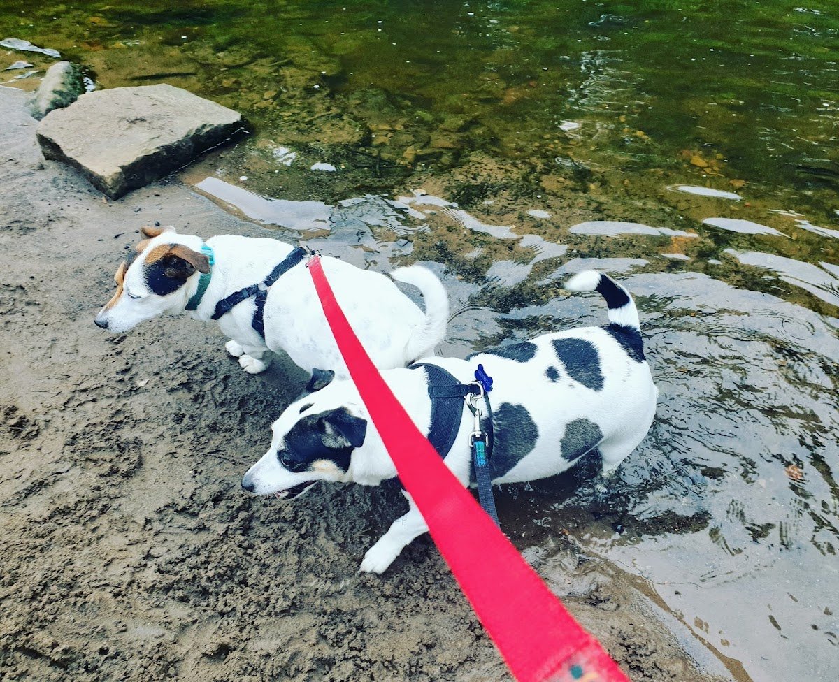My Pawfect Adventure dog home boarding - Photo 2