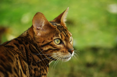 Bundara Bengals - Pet Shop in Bolton