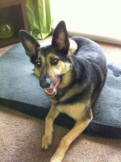 Precious Pals. Dog Walking & Pet Sitting. - Pet Shop in Bolton