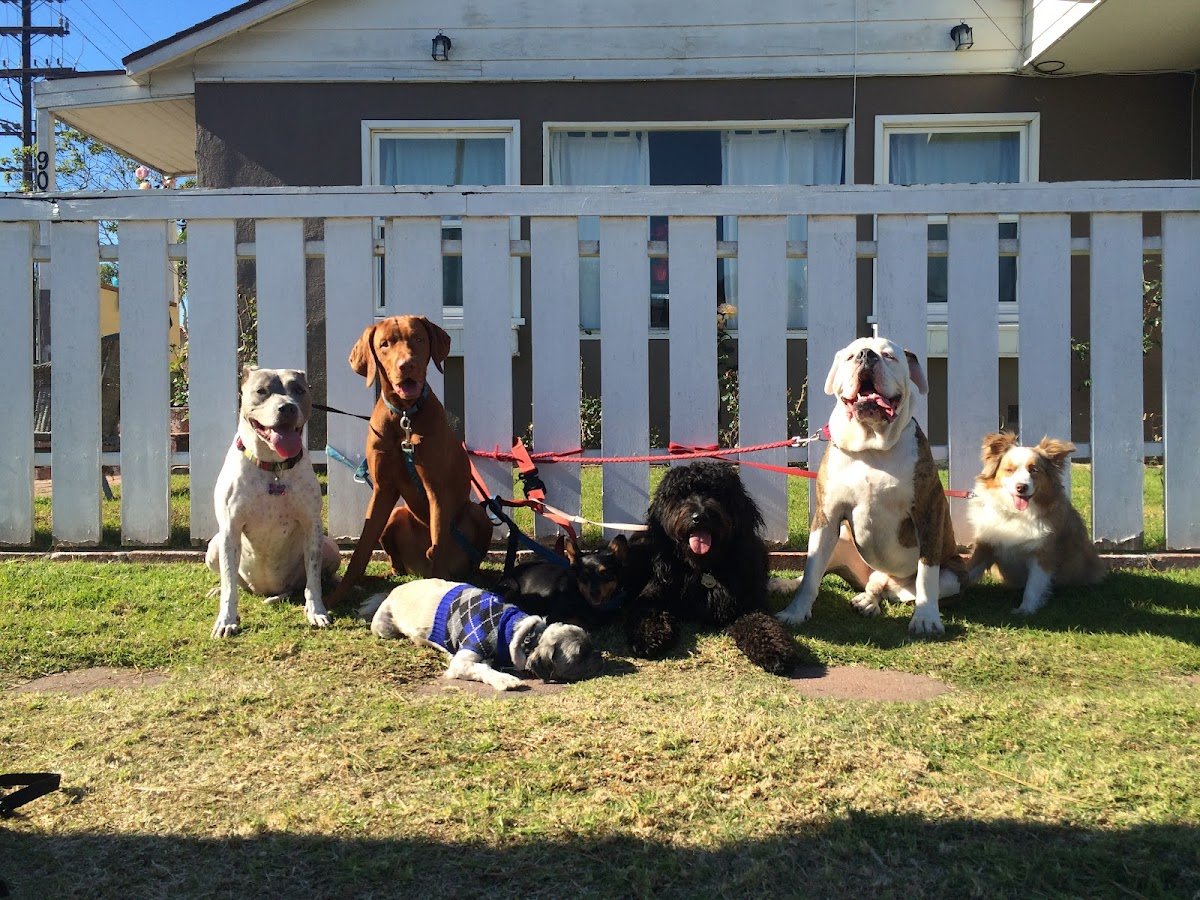 HB dog walk - Photo 2