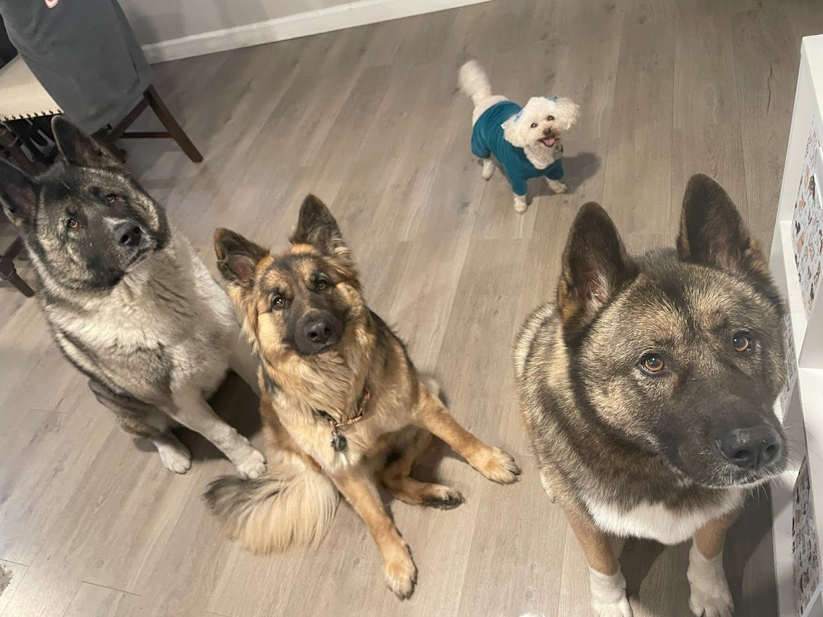My Children Bark - Photo 2