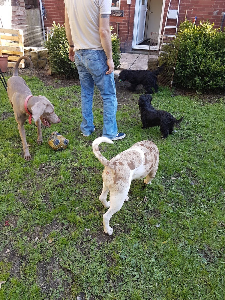 PAWSITIVE steps dog training and pet services - Photo 2
