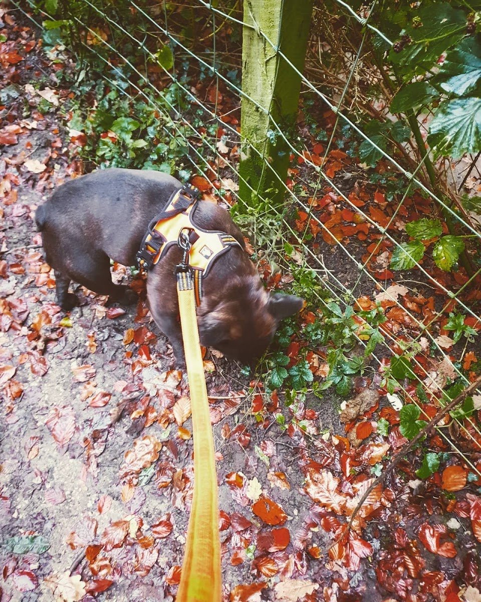 Doggy Gone It Limited - Photo 2