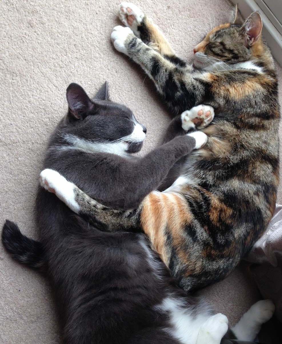 My Three Cats Bury - Photo 2