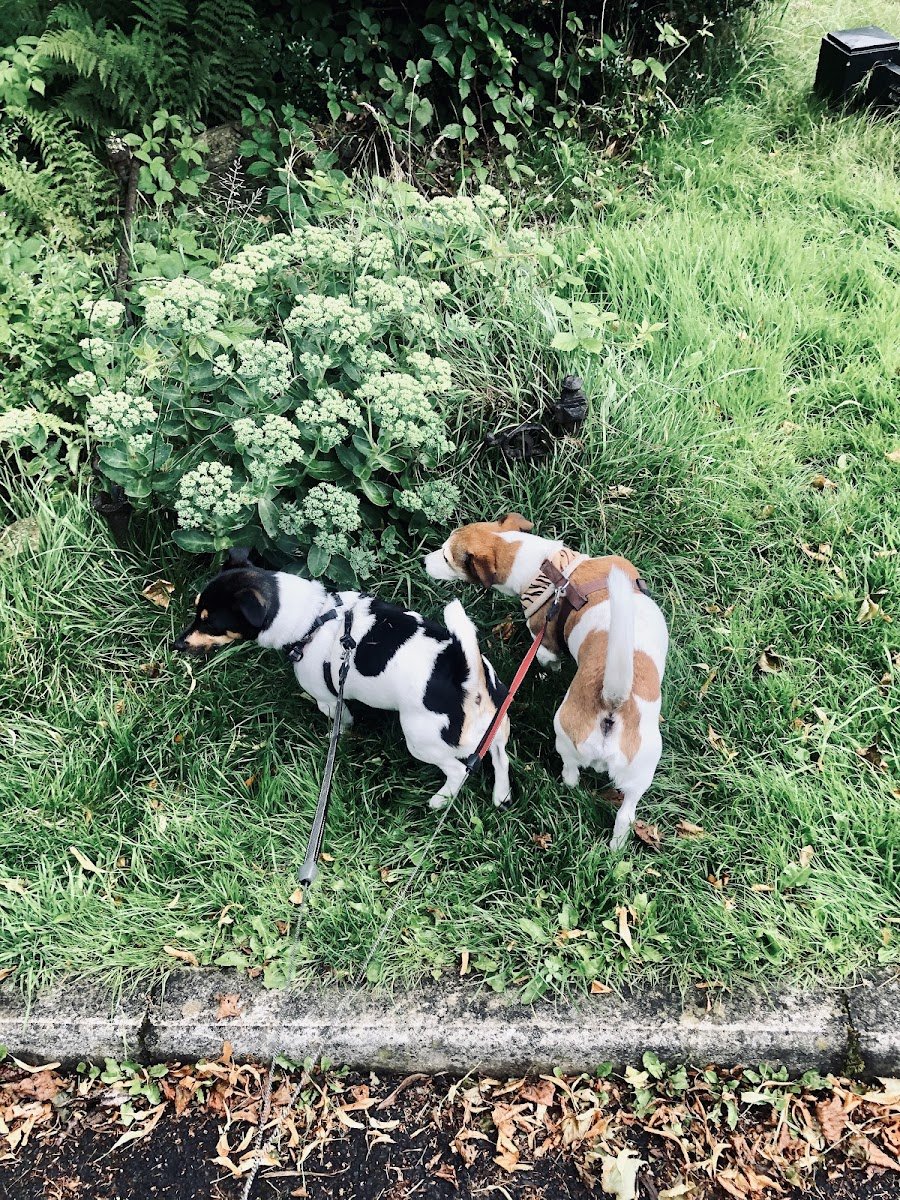 The Fairy DogMother Pet Services Ltd - Photo 2
