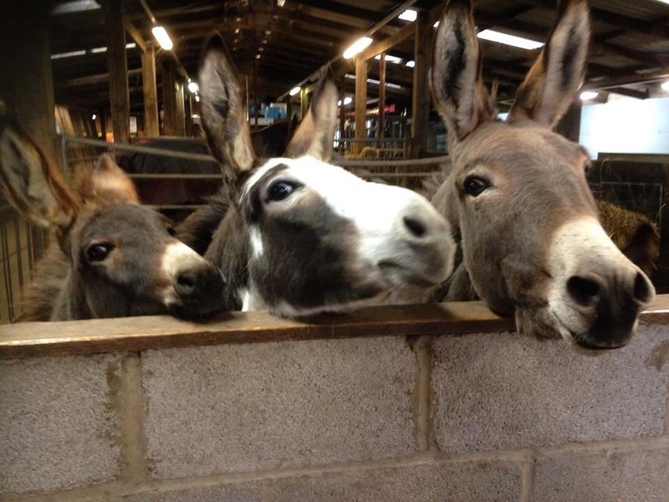 Smithills Open Farm - Photo 2