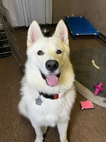 DogFather Dog Institute