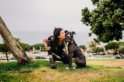ROCK DOG CA - Private Dog Trainer in Los Angeles