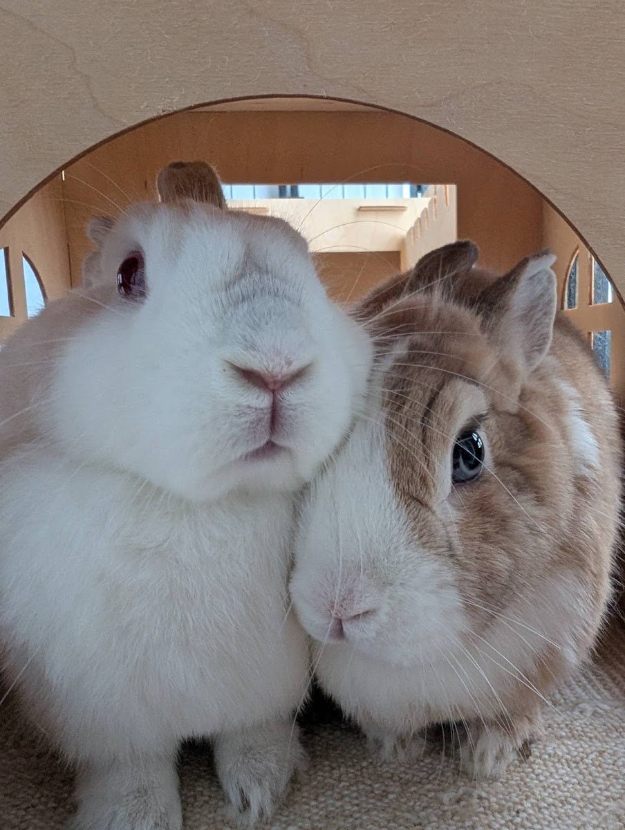 Bun Chia Burrow - Photo 2