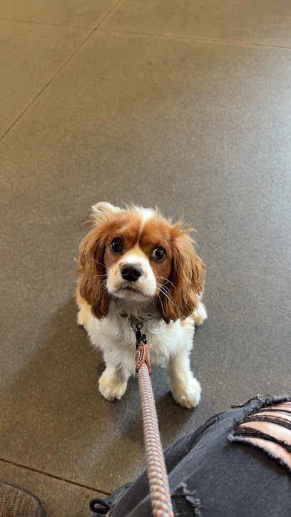 First Instinct Dog Training