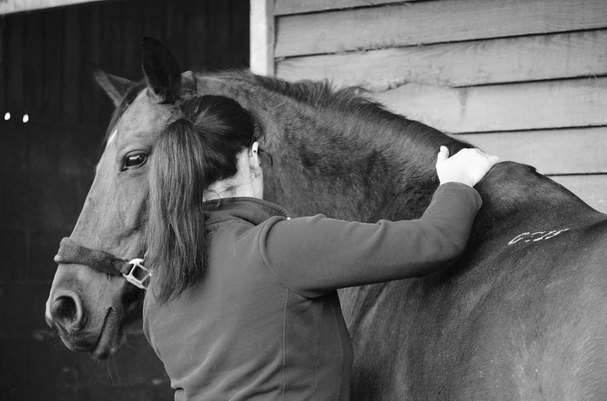 Veterinary Physiotherapy Centre - Photo 2