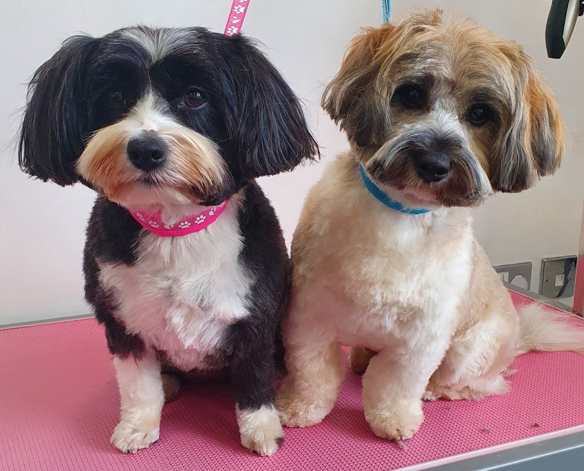 Tabitha's K9 Makeover - Photo 2
