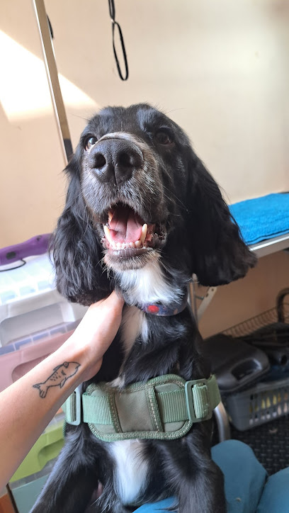 Trusty Paws Grooming - Pet Shop in Bournemouth