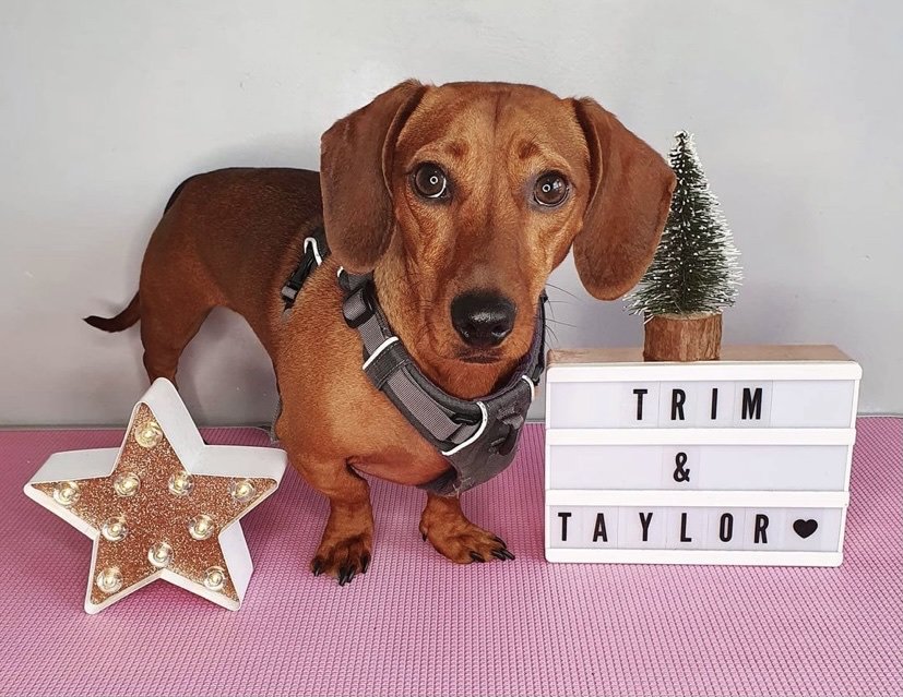 Trim & Taylor - Photo 2