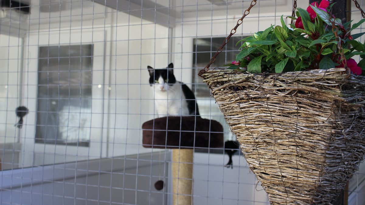 Gatehouse Cattery - Photo 2