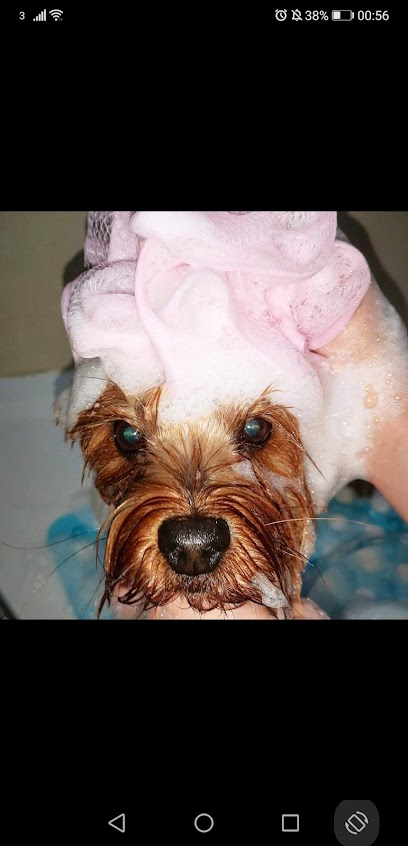 Bella's Spa & Grooming - Pet Shop in Bournemouth