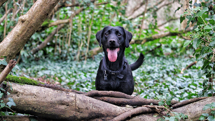 Andrew's Dog Walking - Pet Shop in Bournemouth