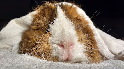 Castle Garth Guinea Pig Hotel - Pet Shop in Bournemouth