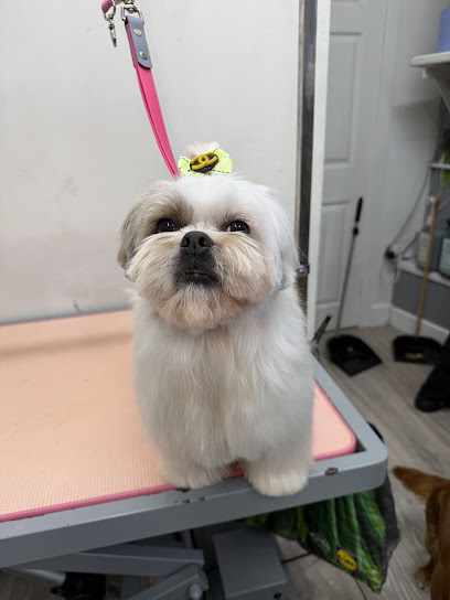 Dogz Grooming Spa - Pet Shop in Bournemouth
