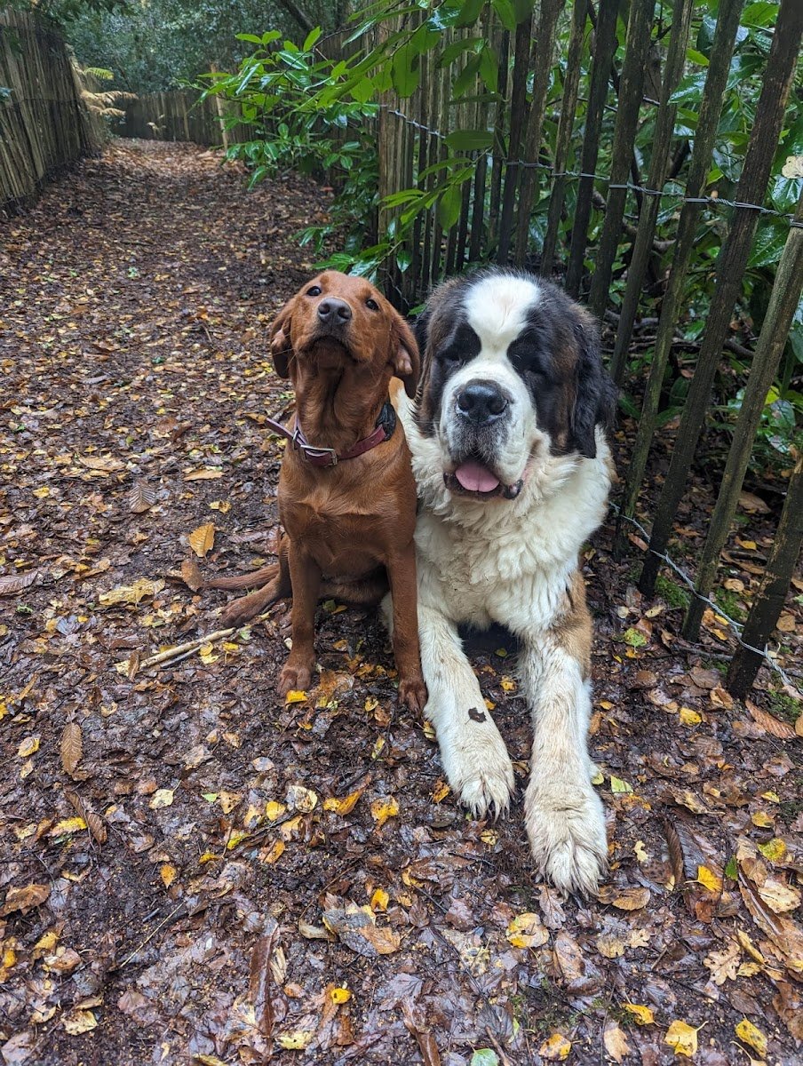 Woofs-A-Day-C - Photo 2