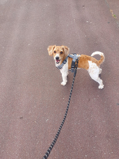 4 Paw Fitness - Pet Shop in Bournemouth