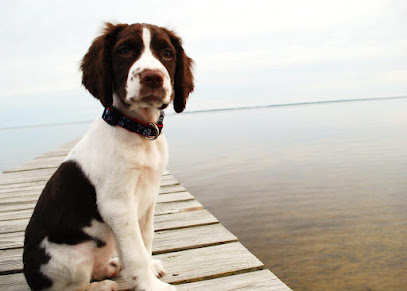 Hairy Choppin's Mobile Dog Grooming - Pet Shop in Bournemouth