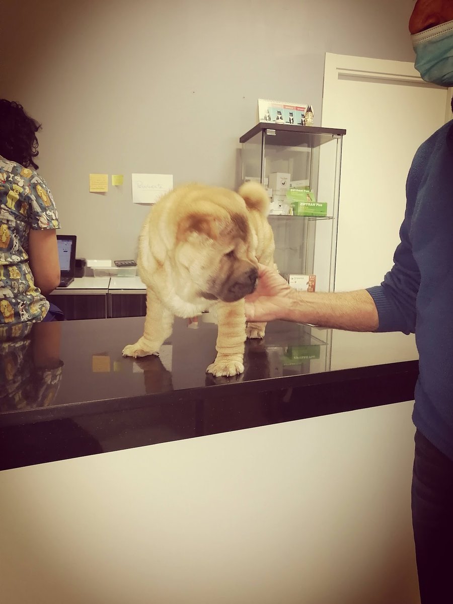 Centro Veterinario MG