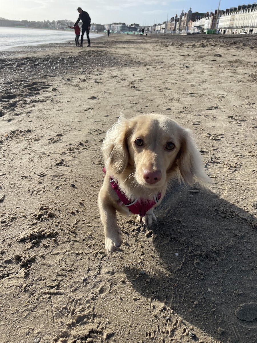 Little Walkies - Photo 2