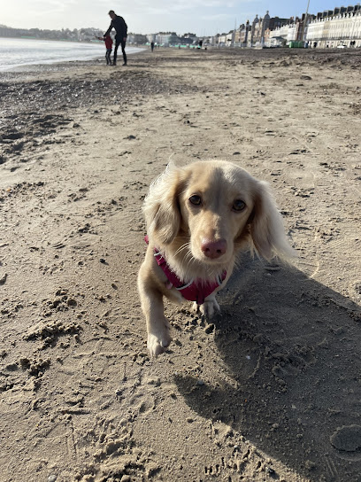 Little Walkies - Pet Shop in Bournemouth