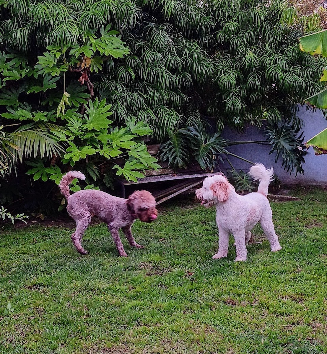 Redondo Dog Walker and Petsitting - Photo 2