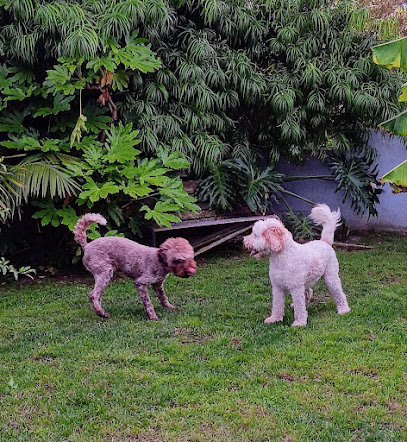 Redondo Dog Walker and Petsitting - Pet Shop in Long Beach