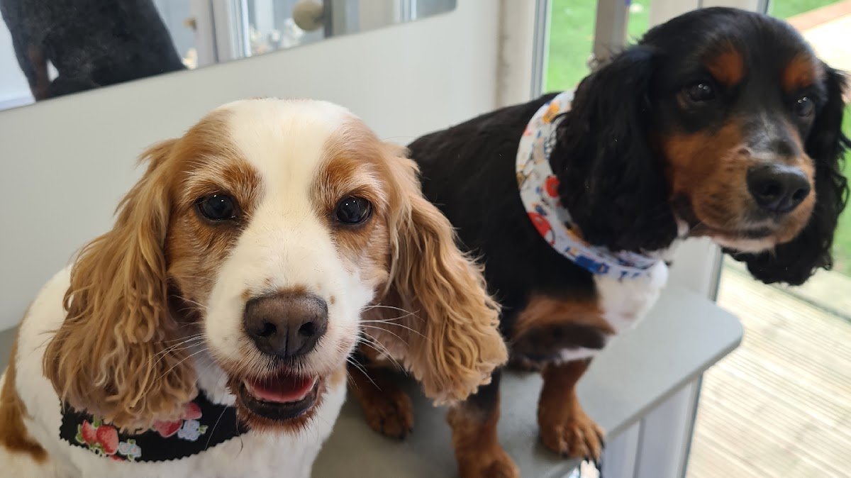 Scruff to Fluff - Dog Groomers - Photo 2
