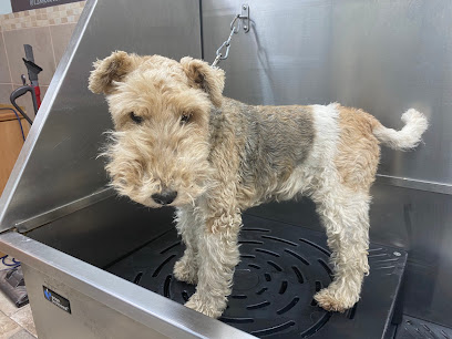 Wagtails Grooming - Pet Shop in Colchester
