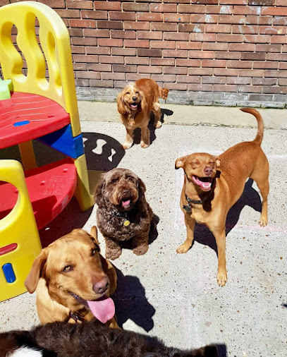 Colchester Canine Creche - Pet Shop in Colchester