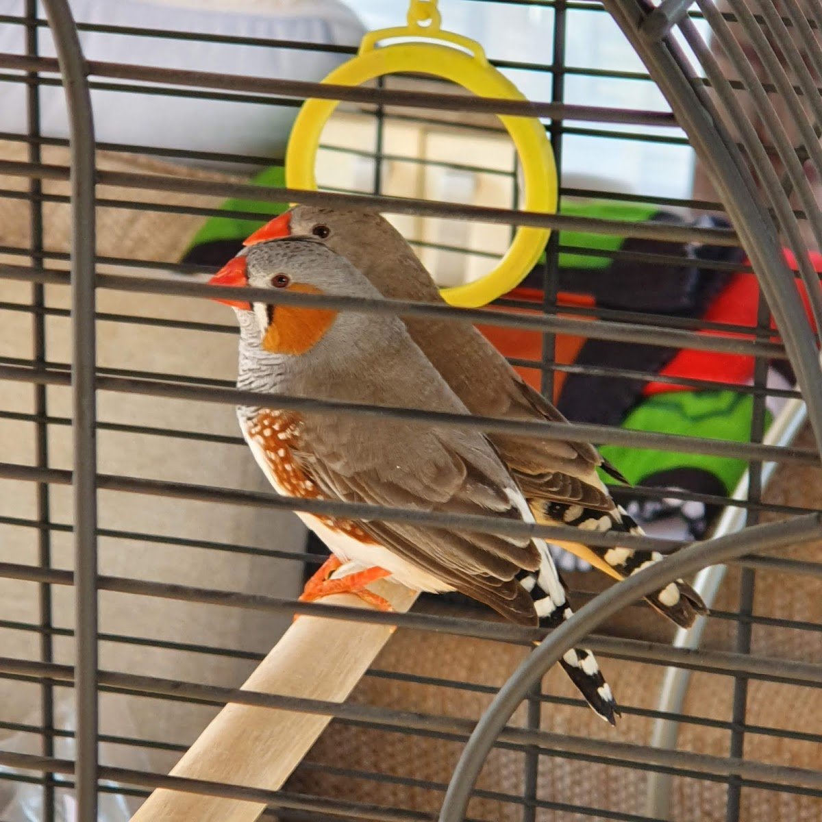 Bird Plus UK - Photo 2