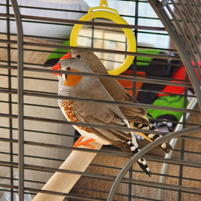 Bird Plus UK - Pet Shop in Colchester