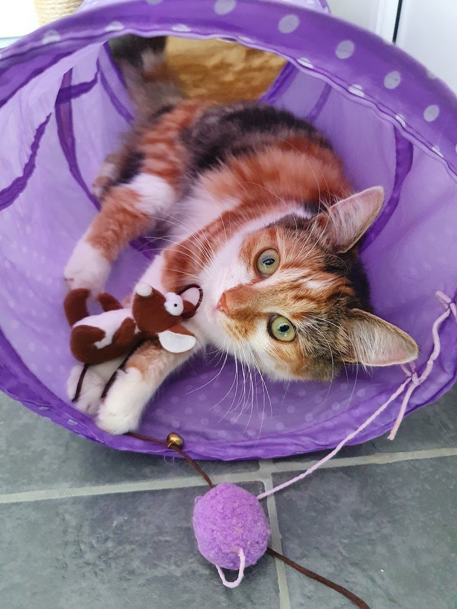 Crofton Cattery - Photo 2