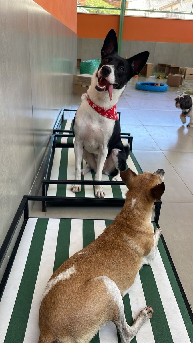 SCHOOL DOG SHOW ( creche escola p/ cães)