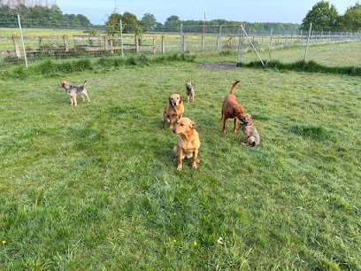 Little Horkesley Boarding Kennels - Pet Shop in Colchester