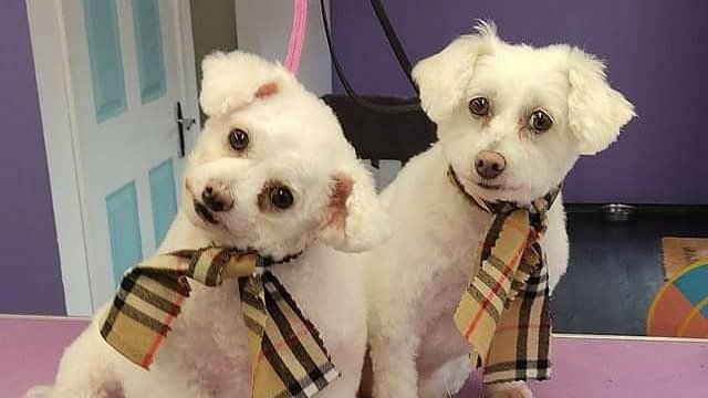 Bubbles Dog Grooming - Photo 2