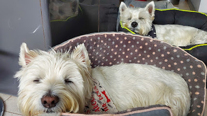 It's All About The Dogs - Pet Shop in Colchester