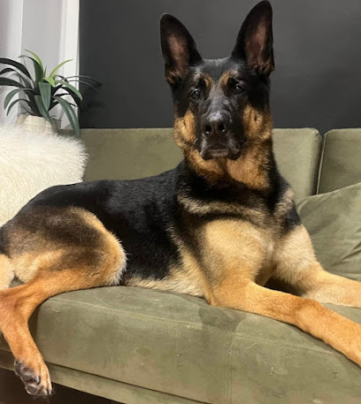 Studio 77 dog grooming - Pet Shop in Colchester