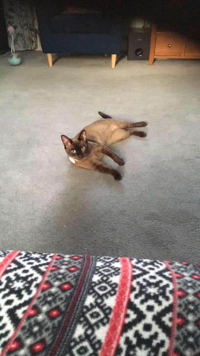 Little Maltings Feline Lodge - Pet Shop in Colchester