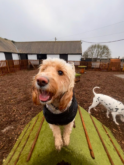 Dengie K9-5 - Pet Shop in Colchester