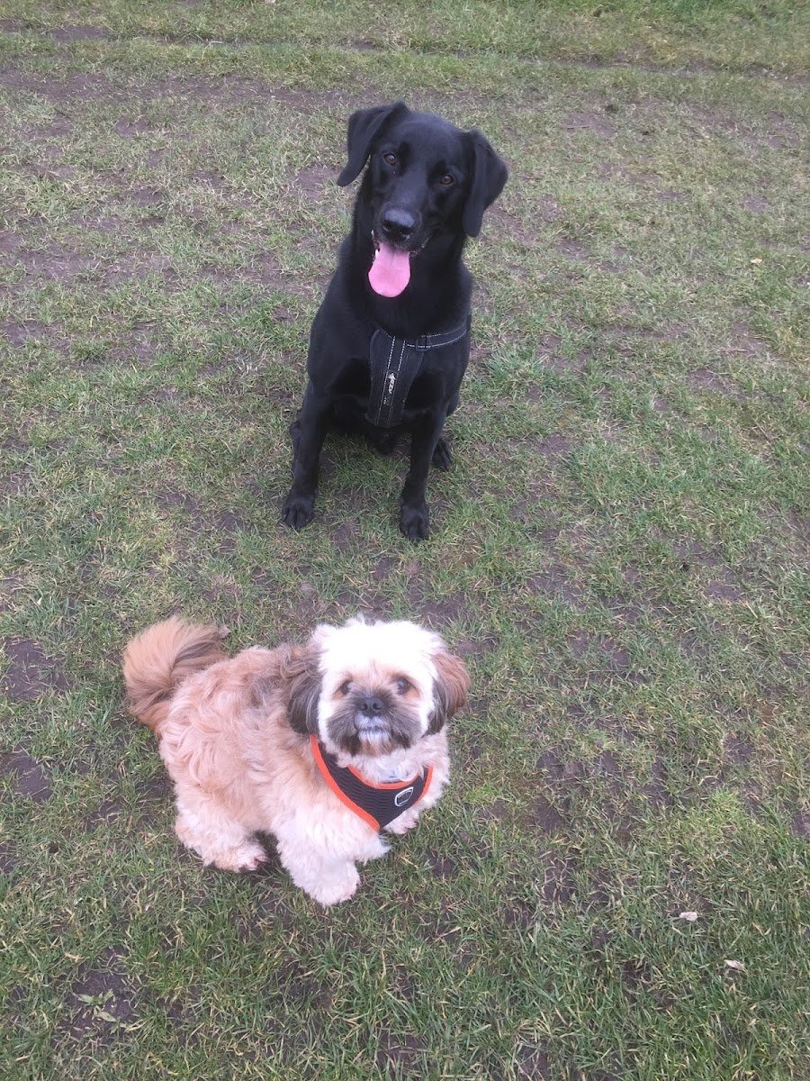 Walking Paws Ipswich - Photo 2