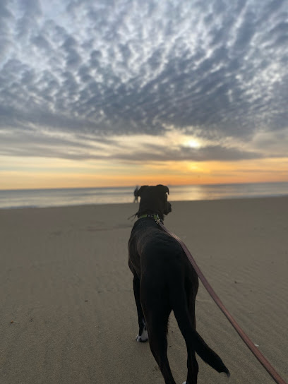 Bells & Spikes Pet Sitting Services