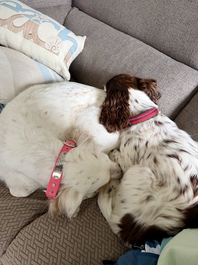 Oceanfront Dog Training