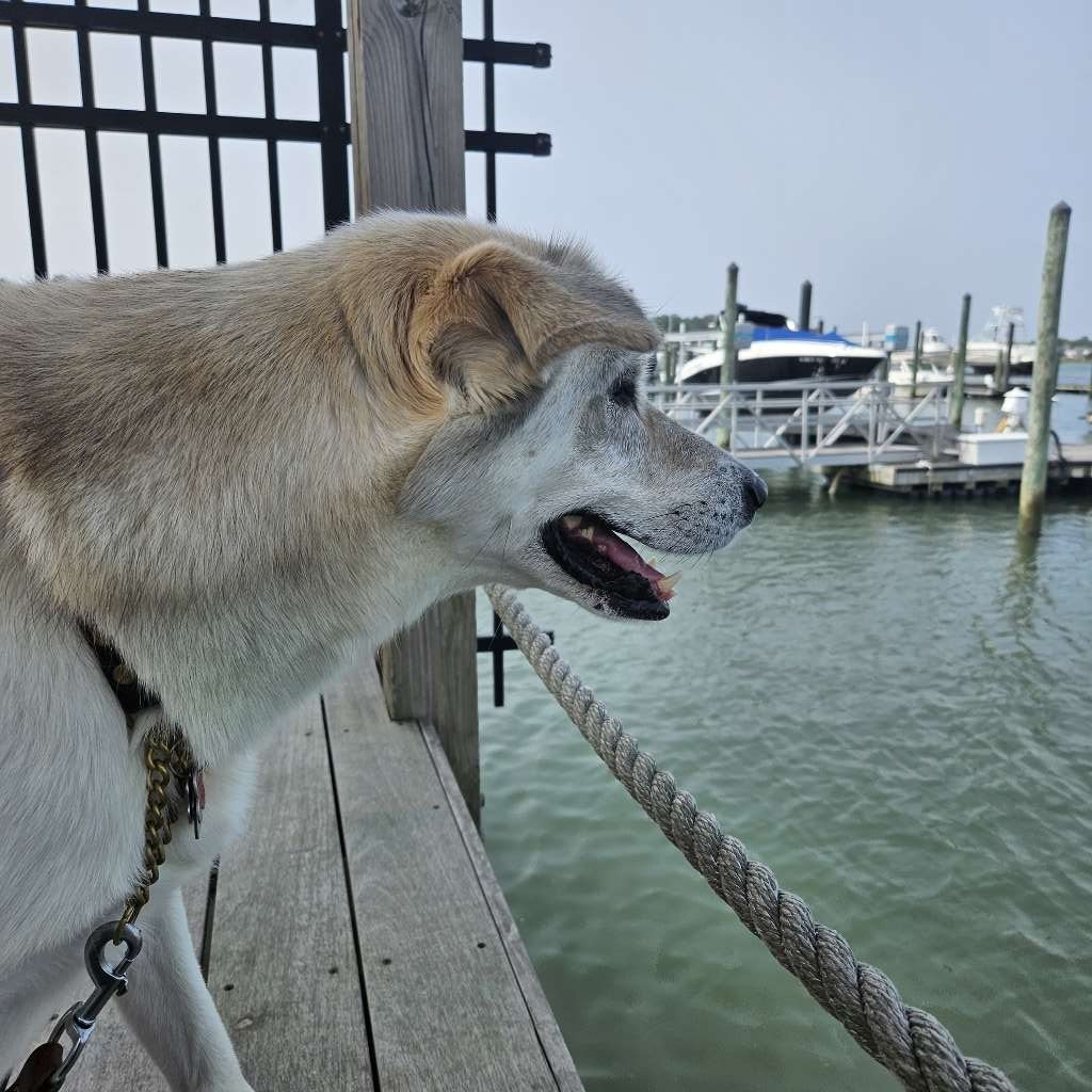 Top Dog Walk - Photo 2