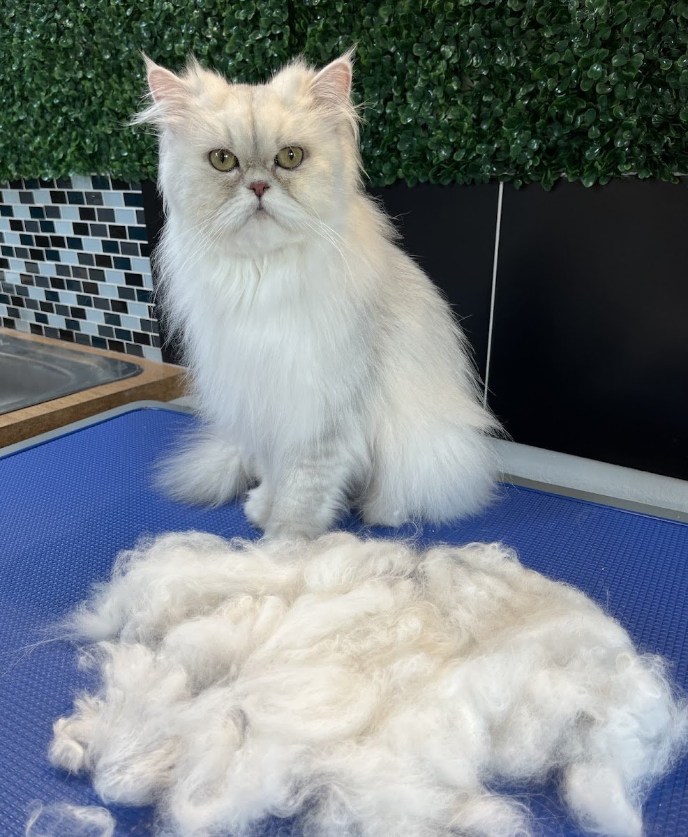 Pro Purr - Photo 2