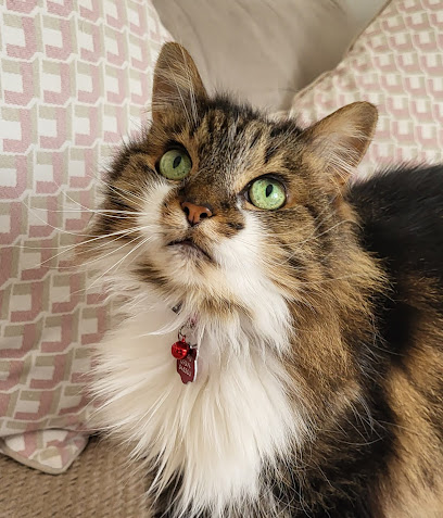 Essex Pet Sitting Services - Pet Shop in Colchester